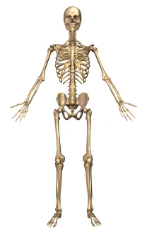 Male human skeleton in dynamic posture, front view Male human skeleton in dynamic posture, front view