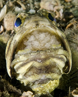 A male jawfish with a brood of incubating eggs in his mouth A male jawfish with a brood of incubating eggs in his mouth