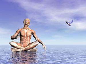 Male musculature in lotus position while looking at a little bird flying Male musculature in lotus position while looking at a little bird flying