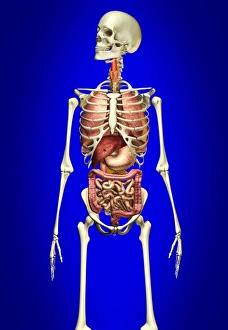 Male skeleton with internal organs on blue background Male skeleton with internal organs on blue background