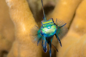 Perciformes Fish Types Prints: Mandarinfish, Synchiropus splendidus