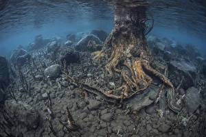 Mangrove roots rise from the seafloor of an island in Indonesia Mangrove roots rise from the seafloor of an island in Indonesia