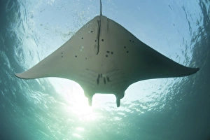 A manta ray swims into the sun in the tropical Pacific Ocean A manta ray swims into the sun in the tropical Pacific Ocean