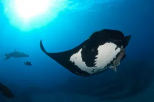 Pacific Ocean Sea Life Prints: Two manta rays (Mobula birostris)
