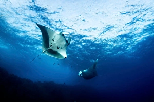 Cartilaginous Fish Underwater Prints: Two manta rays play in the waves at the surface of the ocean