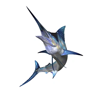 Marlin Marlin