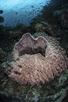 A massive barrel sponge grows n the Solomon Islands A massive barrel sponge grows n the Solomon Islands