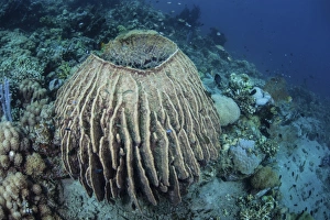 A massive barrel sponge grows on a reef near Alor, Indonesia A massive barrel sponge grows on a reef near Alor, Indonesia