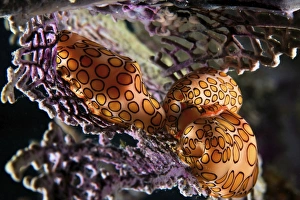 Mating Flamingo Tongue Cowries on a purple sea fan Mating Flamingo Tongue Cowries on a purple sea fan