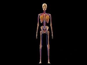 Medical illustration of female skeleton with veins and arteries Medical illustration of female skeleton with veins and arteries