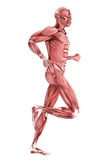 Medical illustration of male muscles running, side view Medical illustration of male muscles running, side view