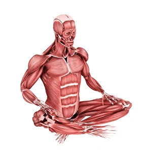 Medical illustration of male muscles in a sitting position Medical illustration of male muscles in a sitting position