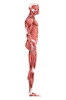 Medical illustration of male muscular system, side view Medical illustration of male muscular system, side view