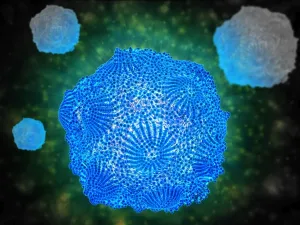 Canine Parvovirus Print