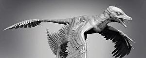 Cretaceous Era Dinosaurs Prints: Microraptor dinosaur on gray background