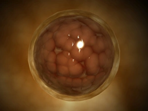 Microscopic view of a blastula during pregnancy Microscopic view of a blastula during pregnancy