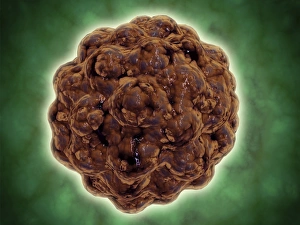 Microscopic view of the capsid protein of Nudaurelia capensis omega virus Microscopic view of the capsid protein of Nudaurelia capensis omega virus