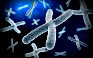 Molecular Biology Images Prints: Microscopic view of chromosome