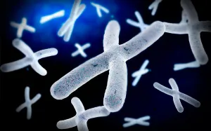 Chromosome Print