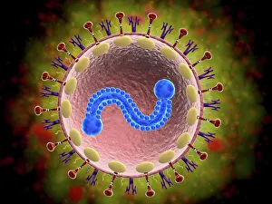 Microscopic view of human respiratory syncytial virus Microscopic view of human respiratory syncytial virus