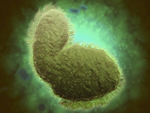 Microscopic view of respiratory syncytial virus Microscopic view of respiratory syncytial virus