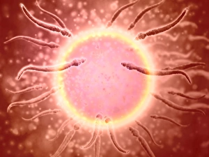 Microscopic view of sperm swimming towards egg Microscopic view of sperm swimming towards egg