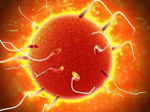 Microscopic view of sperm traveling towards embryo Microscopic view of sperm traveling towards embryo