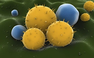 Microscopic visualization of grass pollen grains Microscopic visualization of grass pollen grains
