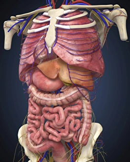 Midsection view showing internal organs of human body Midsection view showing internal organs of human body