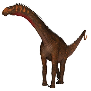 Cretaceous Era Dinosaurs Prints: Mierasaurus dinosaur on white background