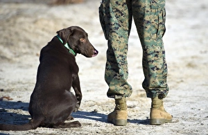 A military working dog waits for a command from his trainer A military working dog waits for a command from his trainer