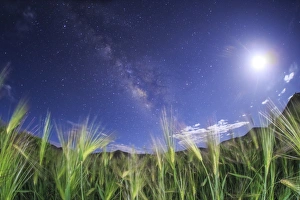 The Milky Way shines brightly over a hulless barley field in Tibet, China The Milky Way shines brightly over a hulless barley field in Tibet, China