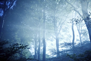 Misty rays of light pass through forest trees, Liselund Slotspark, Denmark Misty rays of light pass through forest trees, Liselund Slotspark, Denmark