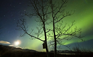 Moonset and the northern lights, Yukon, Canada Moonset and the northern lights, Yukon, Canada
