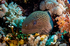 Moray Eel Portrait Prints: A moray eel framed with beautiful soft corals