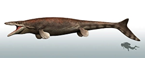 Prehistoric Sea Creature Prints: Mosasaurus with a scuba diver for size reference
