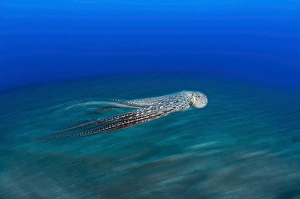 Cephalopod Wildlife Prints: A motion blurred image of a day octopus