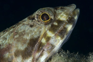 Mouth of a variegated lizardfish, Papua New Guinea Mouth of a variegated lizardfish, Papua New Guinea
