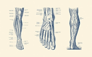 Circulatory System Artwork Prints: A multi view of the human leg and foot