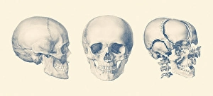 Biomedical Illustrations Of Bones Prints: A multi view of the human skull