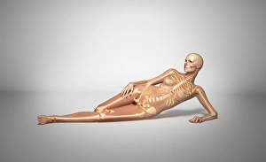 Naked woman laying down with skeletal bones superimposed Naked woman laying down with skeletal bones superimposed