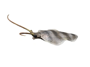 Nectocaris is an extinct animal from the Cambrian of Canada Nectocaris is an extinct animal from the Cambrian of Canada