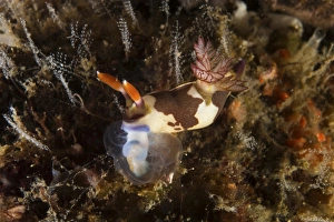 Nembrotha chamberlaini with feeding appendage extended Nembrotha chamberlaini with feeding appendage extended