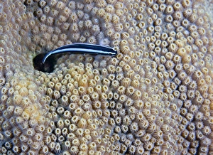A Neon Goby takes a look outside its hole in live boulder star coral A Neon Goby takes a look outside its hole in live boulder star coral