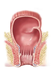 Human Digestive System Illustration Prints: Detail of normal rectum and anus