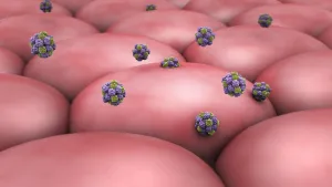 Biomedical Illustration Prints: Norovirus attacking cell