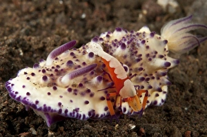 Nudibranch with orange emperor shrimp, Bali, Indonesia Nudibranch with orange emperor shrimp, Bali, Indonesia