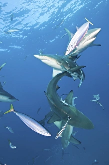 Oceanic blacktip sharks with remora and fusiliers swimming around Oceanic blacktip sharks with remora and fusiliers swimming around