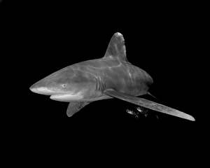Oceanic whitetip shark on black background, Cat Island, Bahamas Oceanic whitetip shark on black background, Cat Island, Bahamas