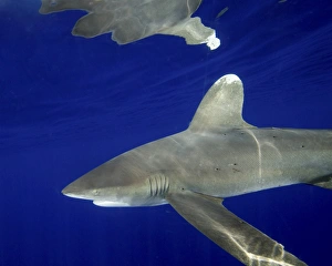 Oceanic whitetip shark with dorsal fin reflection Oceanic whitetip shark with dorsal fin reflection